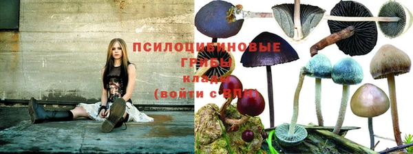 PSILOCYBIN Иноземцево